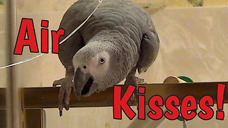 Affectionate Parrot Is A Master Of Air Kisses And Compliments