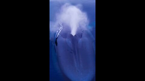 A living submarine: the Blue Whale!