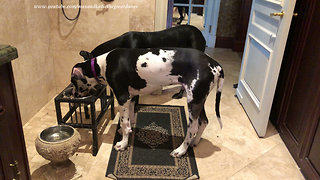 Great Dane and Puppy Enjoy Elevated Dining Bowls