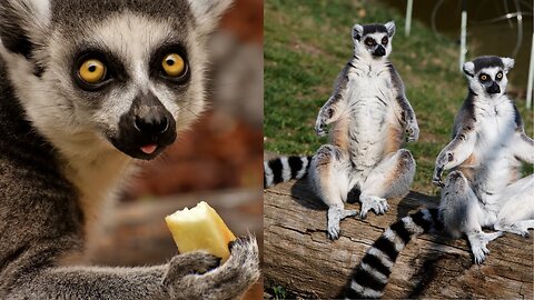 Adorable and Very Cute Lemurs ~ Lemur Video