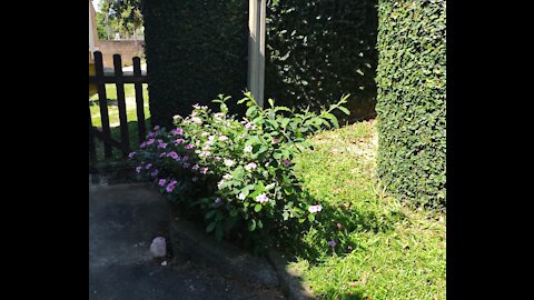 Minhas plantas queridas...