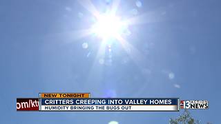Extreme heat and humidity bringing out the pests in Southern Nevada
