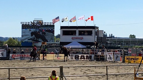 Wild Rodeo Bronc Bucks off Cowboy and Saddle