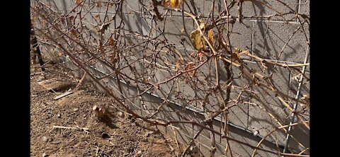 How to Prune Neglected Grapevines