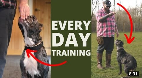 5 Dogs Training Exercises you should do Every Day at home!