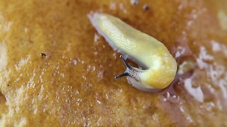 Cannibalistic slugs under a bucket.