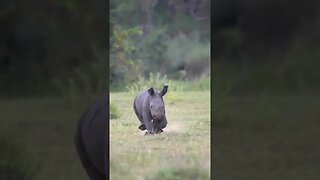 Baby Rhino 🦏😍
