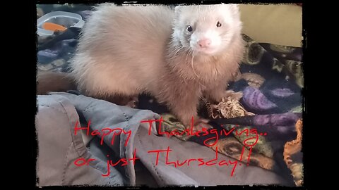 Romeo the ferret eats a small quail for Thanksgiving!
