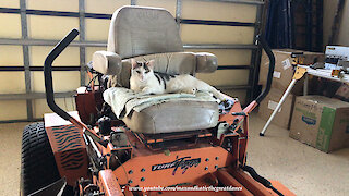 Chatty Cat Sharpens Her Claws Sitting On Turf Tiger Lawn Mower