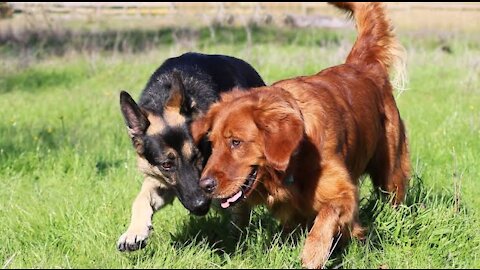 The German Shepherd vs. The Golden Retriever | Which breed we should buy ?
