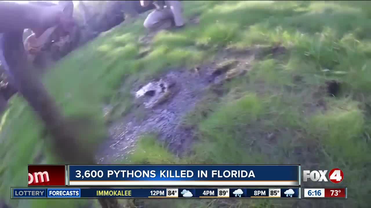 3,000 pythons killed in Florida so far