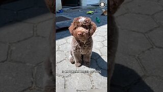 Lagotto Romagnolo 🌟 Italy's Rare Canine Gem!