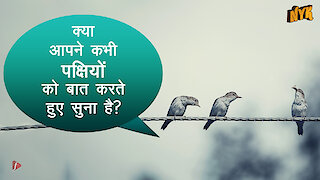 पक्षी कैसे communicate करते है ?