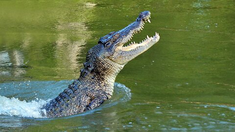 Crocodiles And Gators Original