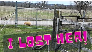 I LOST My Baby Pig!