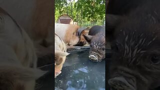 Thirsty little chunks! | #kunekune #piglets #farmlife #homesteading #cute #pigs