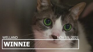 11 year old kitty "Winnie" | Adoption Focus