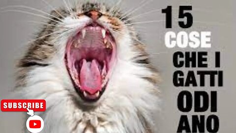 15 Cose che i Gatti ODIANO