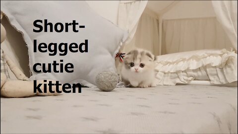 Short-legged cutie kitten