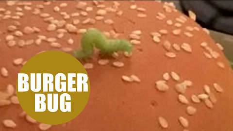 Dad finds very hungry caterpillar on his McDonald's Big Tasty