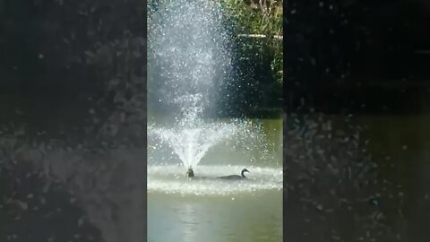 Canada Goose Enjoys a Shower