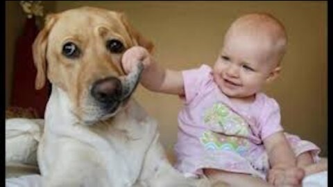 Babies Playing With Dogs and Cats - Funny Babies Compilation 2020