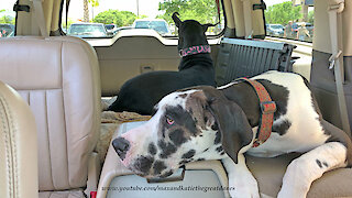 Great Danes love people watching during car ride
