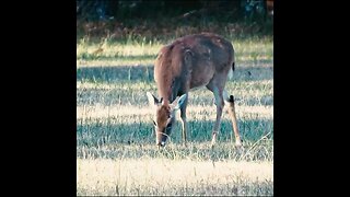 Deer Eating