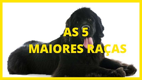 5 LARGEST DOG BREEDS