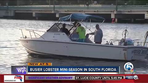 Dive shops expect busier lobster mini season in South Florida