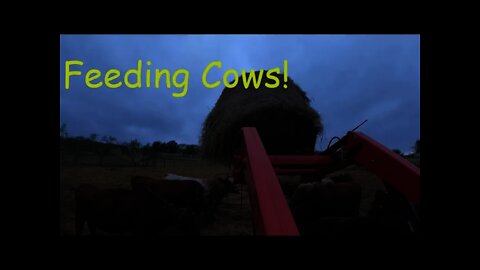 Feeding Cows, Pee Wee Cheer, and Aggie Football!