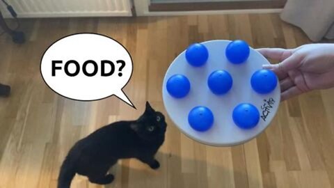 You will definitely get shocked after watching how this black cat solves a food ball puzzle