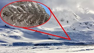 280 MILLION Year Old FOREST Discovered In Antarctica
