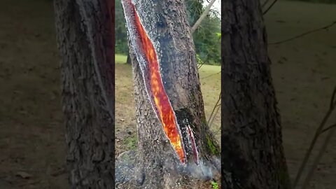 tree on fire after lightening strikes