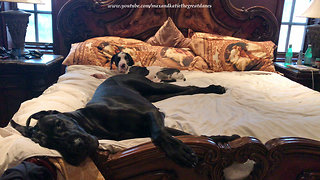 Tired Great Dane & puppy snuggle up on the bed