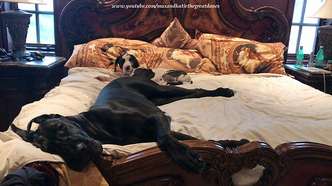 Tired Great Dane & puppy snuggle up on the bed