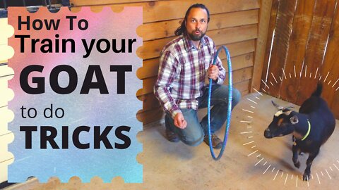 How to TRAIN your GOAT to do TRICKS | With Demonstrations