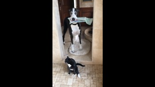 Great Dane delivers newspaper to showering cat