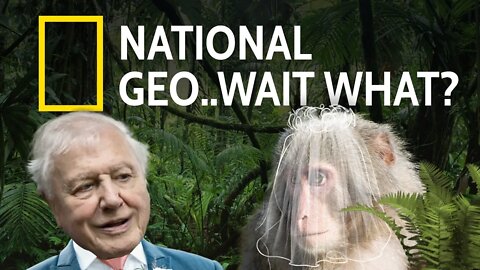 David Attenborough Marries a Monkey - Nat Geo Parody (Sketch Comedy)