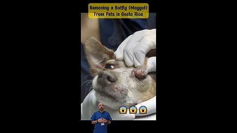 Removing Maggot