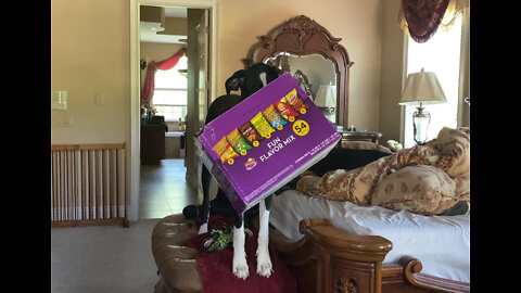 Funny Great Dane Helps Recycle Jumbo Snack Box