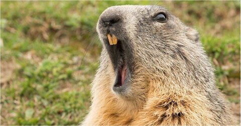Did you hear the marmot screaming?