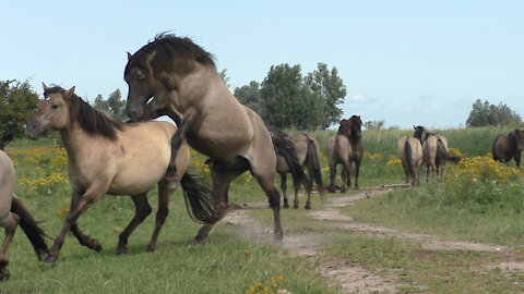 I was frightened when these wild horses came too close.