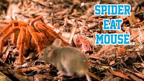 Giant spider-eating opossums 2024 - Horrifying Discovery In The World