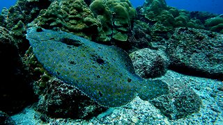 Peacock flounder displays beautiful color and camouflage ability