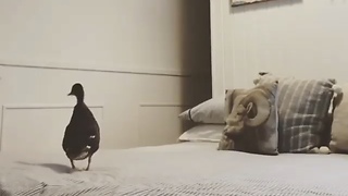 Guy Tries The "What The Fluff" Challenge On His Pet Duck