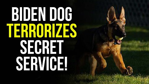 Biden Dog Terrorizes Secret Service!