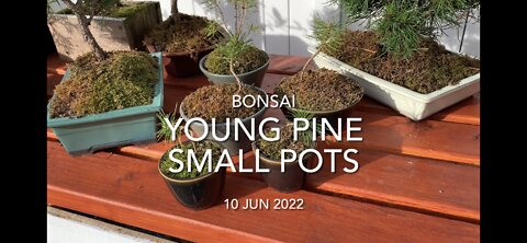 Young Pine Small Pots