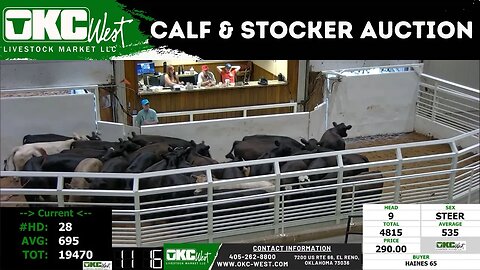 8/15/2023 - OKC West Calf and Stocker Auction