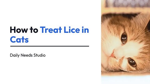 4 Ways to Treat Lice in Cats | How to Treat Lice in Cats | Daily Needs Studio
